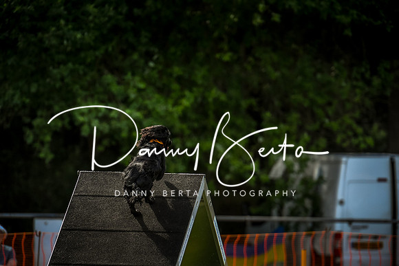 DAN_5633