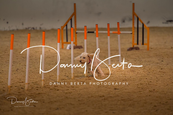 DAN_0772