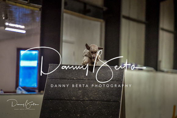 DAN_1577