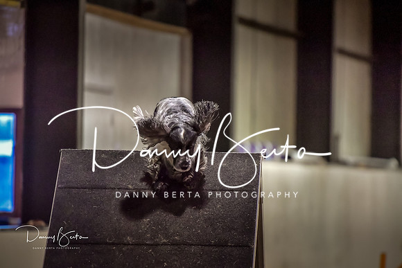 DAN_1554