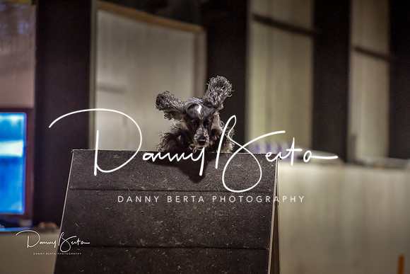 DAN_1553
