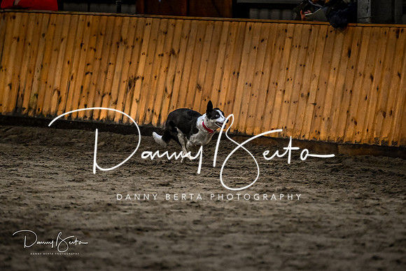 DAN_2017