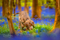 DAN_2062-Edit
